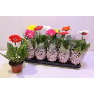 arr8 Ger Colourgame Gem