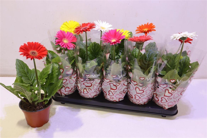 <h4>arr8 Ger Colourgame Gem</h4>