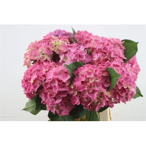 Hydr. M Scarlet Pink 60-18