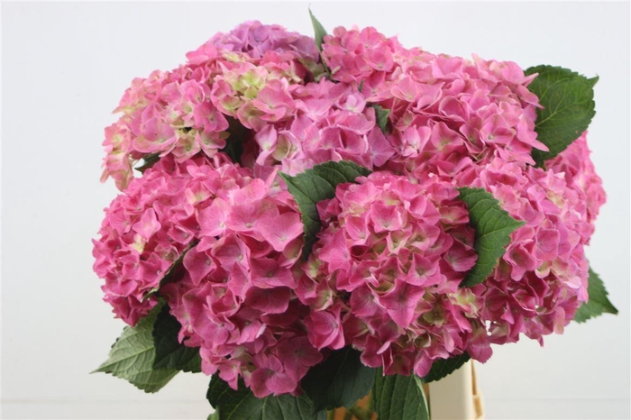 <h4>Hydr. M Scarlet Pink 60-18</h4>