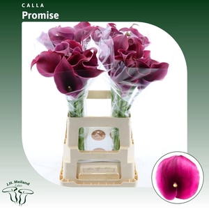 ZANT CAPT PROMISE
