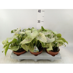 Syngonium   ...