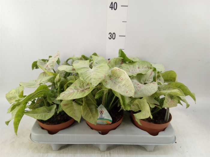 <h4>Syngonium   ...</h4>