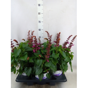 Salvia  'Salgoon Lake Flamingo'