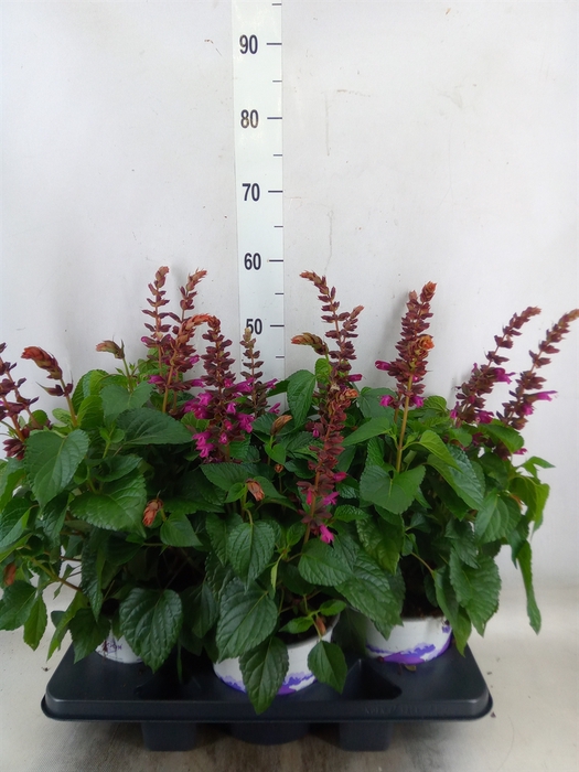 <h4>Salvia  'Salgoon Lake Flamingo'</h4>