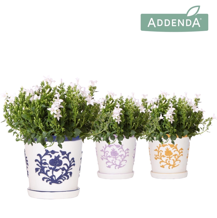 <h4>Campanula Addenda Ambella white in Malaga pot mix</h4>