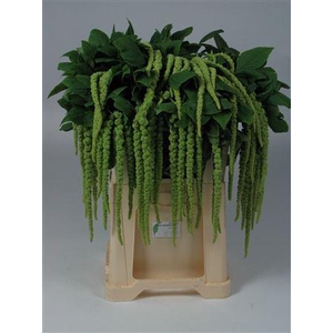 AMAR CA GREEN CORD