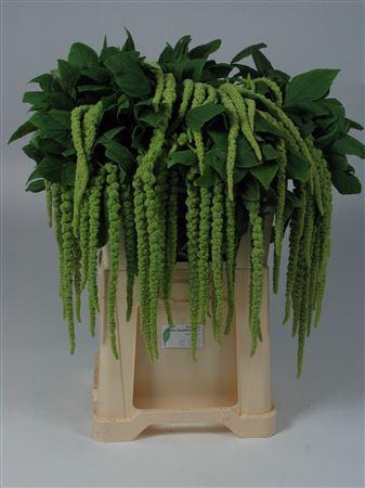 <h4>AMAR CA GREEN CORD</h4>