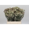 Anigozanthos Cape Gray Moss