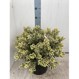 HEBE AND VARIEGATA
