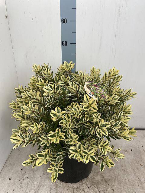 <h4>HEBE AND VARIEGATA</h4>