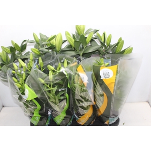 LIRIO VARIADO P15