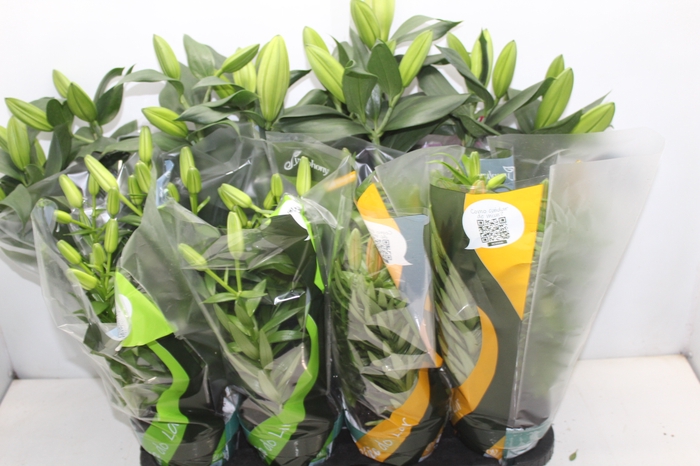 <h4>LIRIO VARIADO P15</h4>
