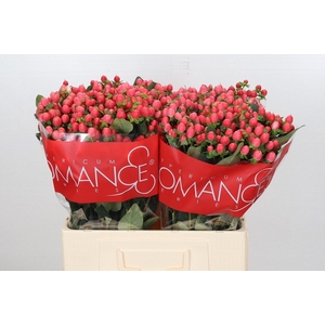 Hypericum Sweet Romance