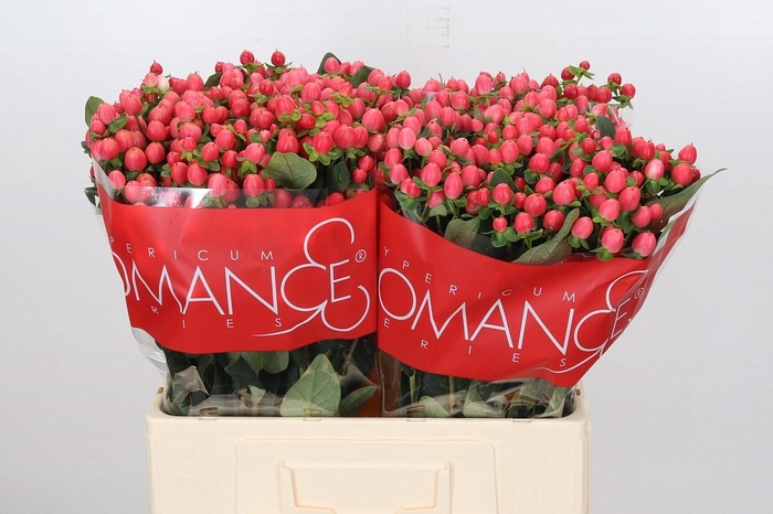 Hypericum Sweet Romance