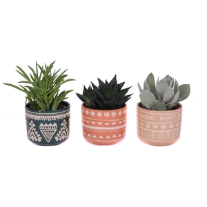 Succulenten mix 8,5 cm in vanuatu pot