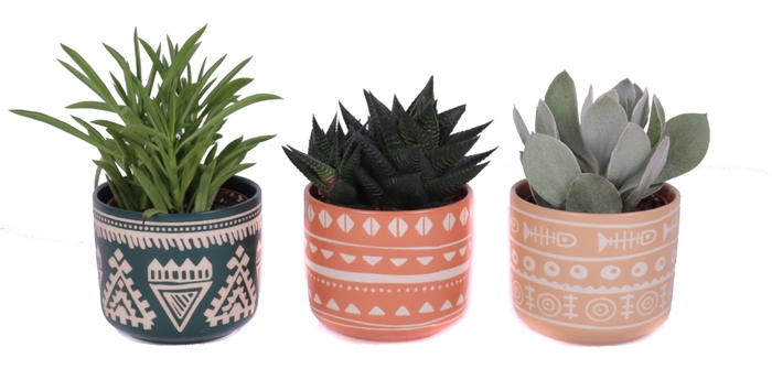 <h4>Succulenten mix 8,5 cm in vanuatu pot</h4>