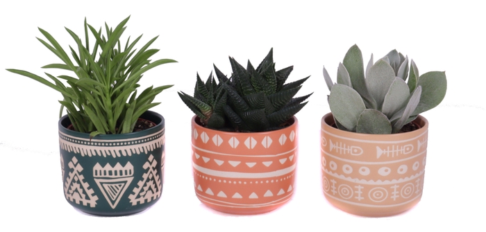 <h4>Succulenten mix 8,5 cm in vanuatu pot</h4>