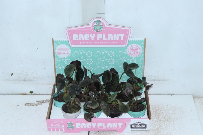 <h4>ALOCASIA P06</h4>