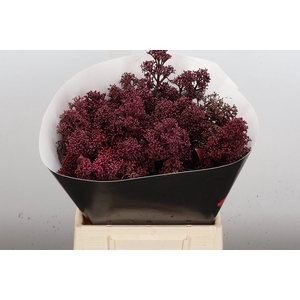 Skimmia Wx Aubergine