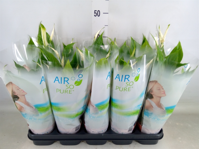 <h4>Spathiphyllum  'Torelli'</h4>