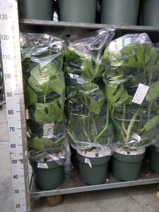 <h4>Monstera delic.</h4>