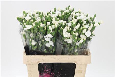 <h4>Di Te Solomio Ard</h4>