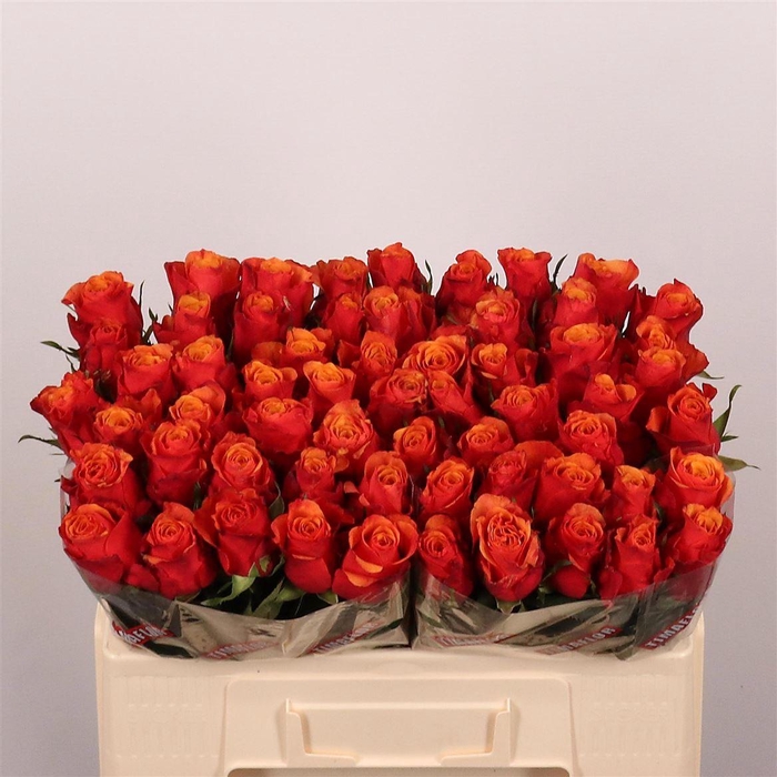 <h4>R Gr Espana</h4>