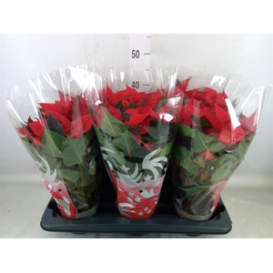 Euphorbia pulc. 'Freya'