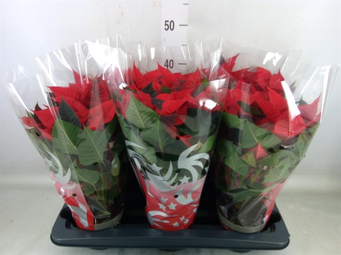 <h4>Euphorbia pulc. 'Freya'</h4>