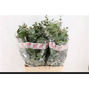 EUC CINEREA PER BOS