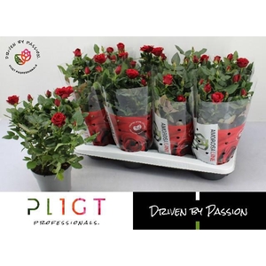 RO SCA MERCEDES KORD