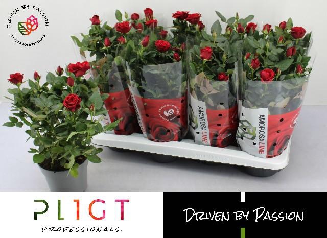 <h4>RO SCA MERCEDES KORD</h4>