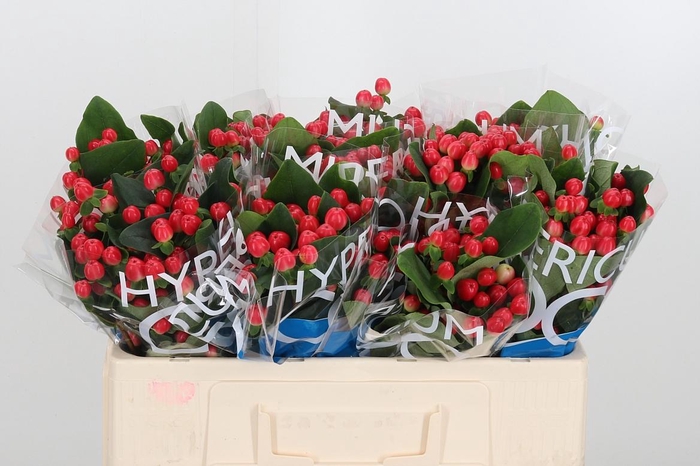 <h4>Hyp Coco Tango</h4>