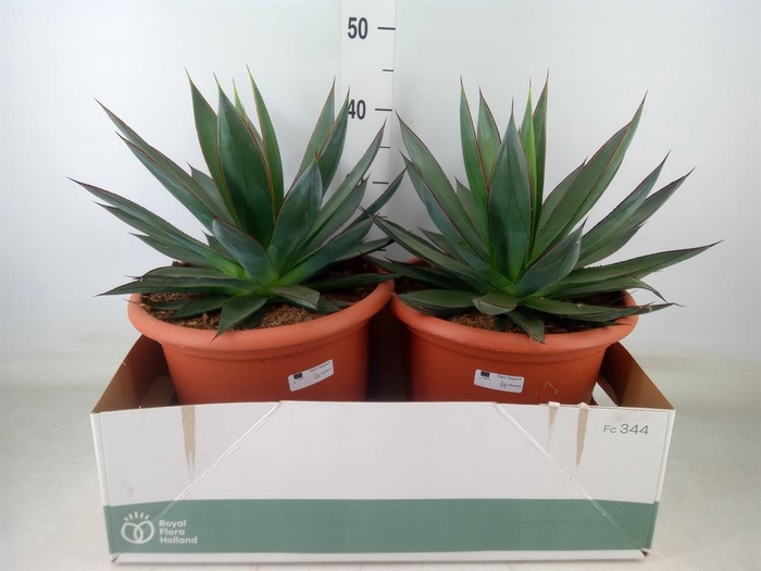 <h4>Agave  'Shaka Zulu'</h4>