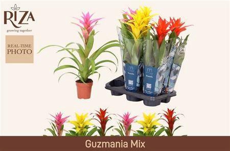 <h4>Guzm Gem 3 Srt</h4>