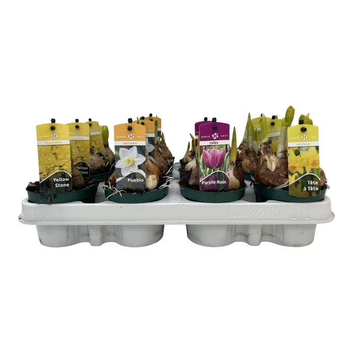 <h4>Bolbloemen gemengd</h4>