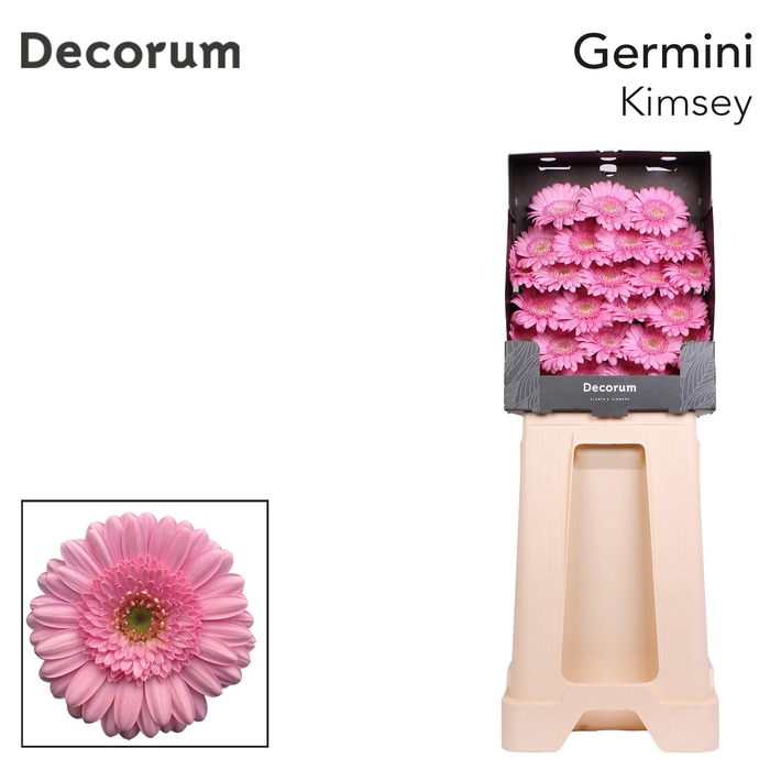 <h4>Germini Kimsey Diamond</h4>