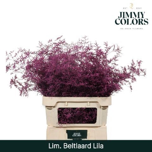 Lim Bel L90 Lila
