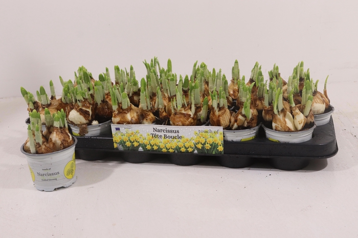 <h4>NARC D TETE BOUCLE</h4>