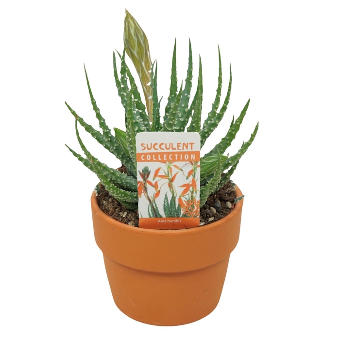 <h4>Aloe humilis</h4>
