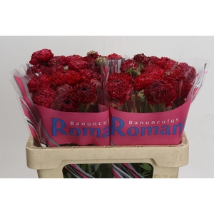 Ranunculus as Poodle Chaouen II