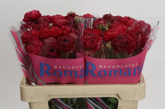 <h4>Ranunculus as Poodle Chaouen II</h4>