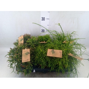 Rhipsalis   ...mix