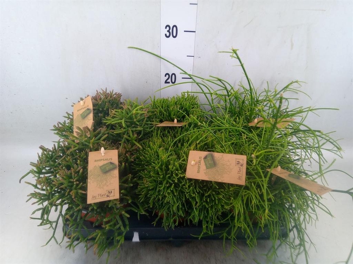 <h4>Rhipsalis ...mix</h4>