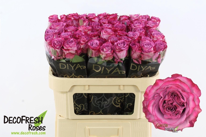 <h4>R Gr Garcia</h4>