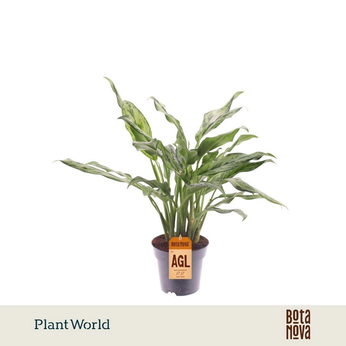 <h4>Aglaonema overig</h4>