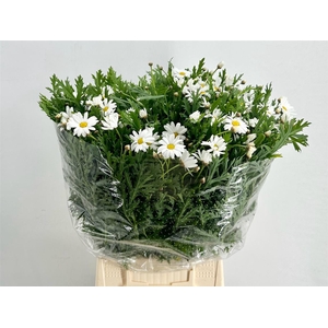 Margriet White Extra P Stem