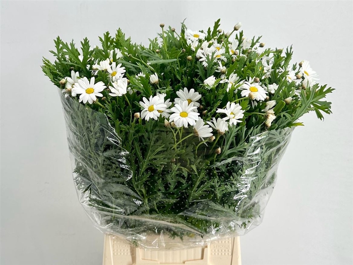 <h4>Margriet White Extra P Stem</h4>