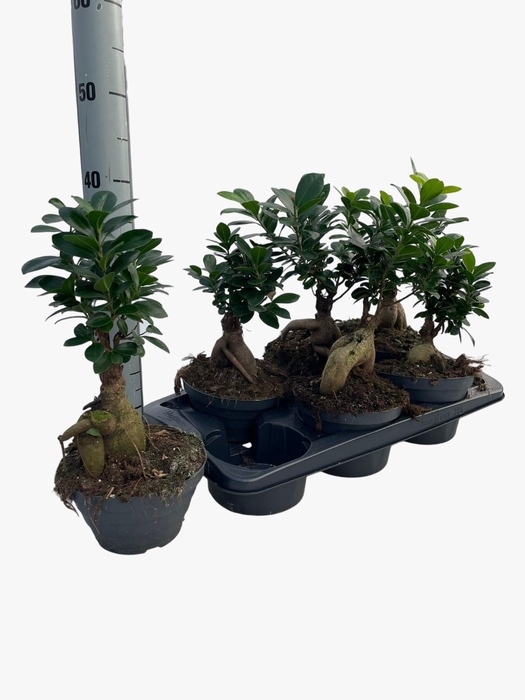 <h4>FIC MI GINSENG</h4>